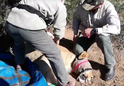 ExecuJet South Africa assist with Lion Relocation in Addo Elephant National Park to Madikwe Game Reserve