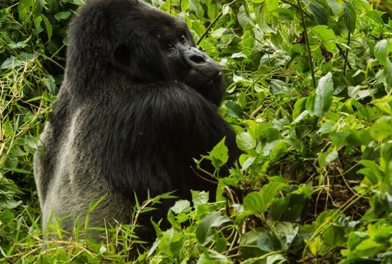 Rwanda - In the realm of the mythical Mountain Gorilla