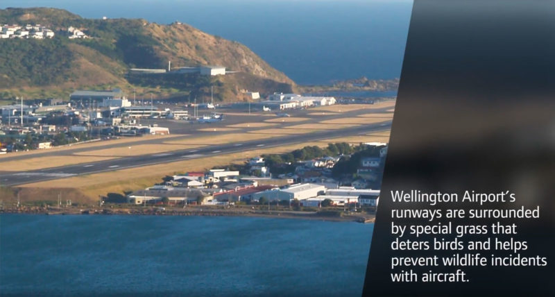 Global-Footprint---Wellington