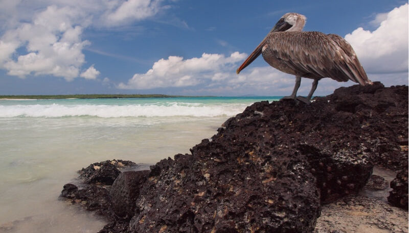 Bird watching on Floreana