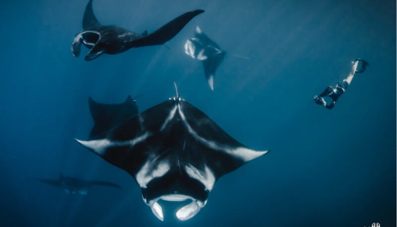 Encounter with the giant oceanic manta rays