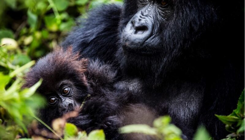 First encounter with gorillas