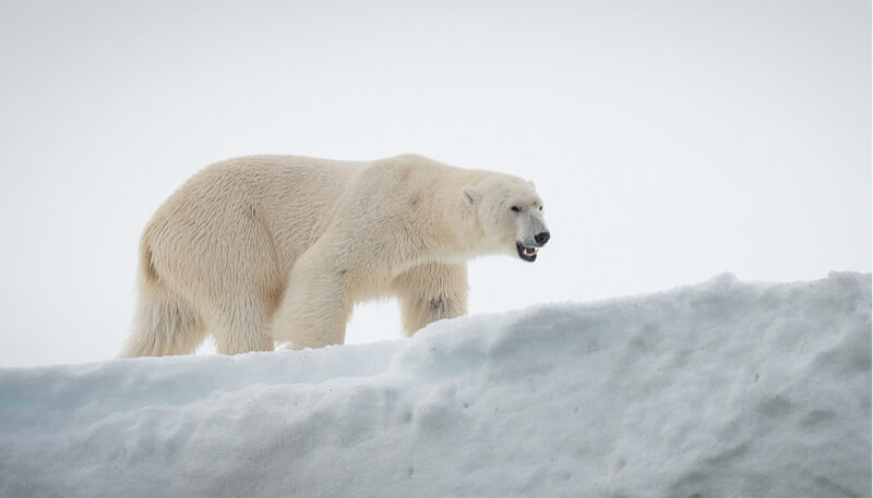 A quest for polar bears