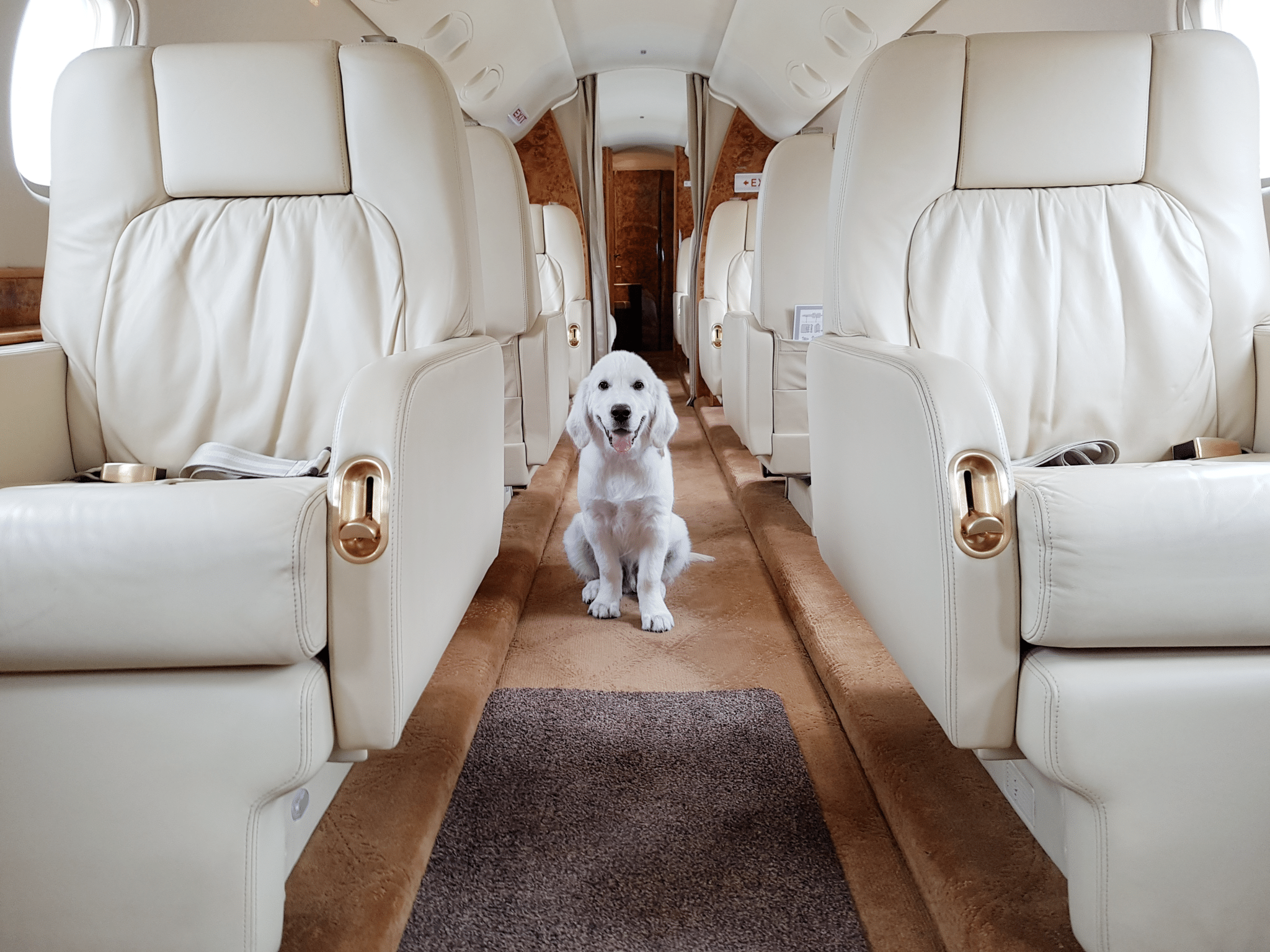 Pet Travel InAir Pet Care Like No Other Luxaviation
