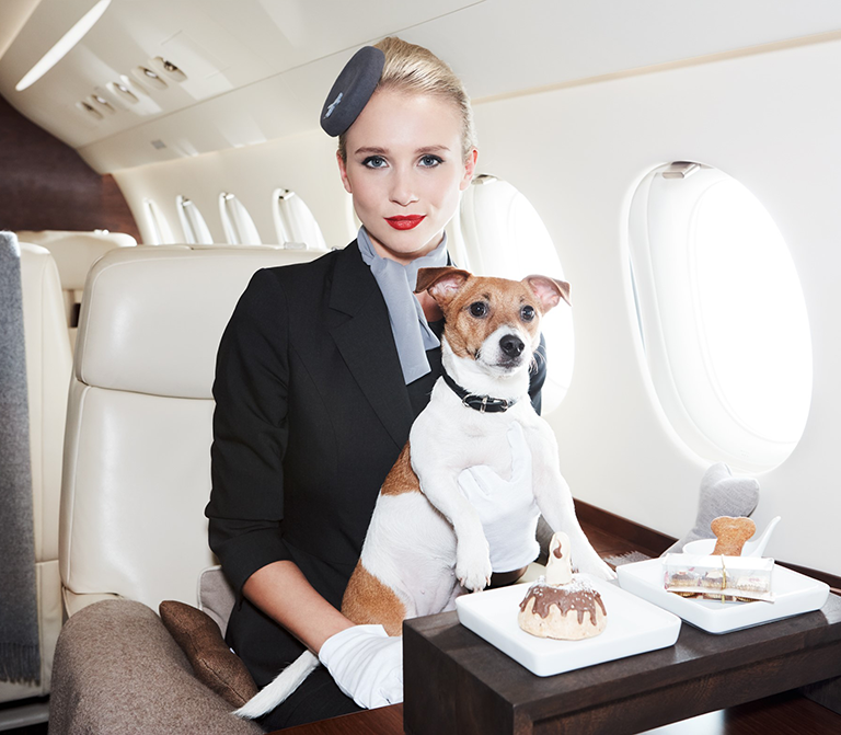 Pet Travel - In-Air Pet Care Like No Other