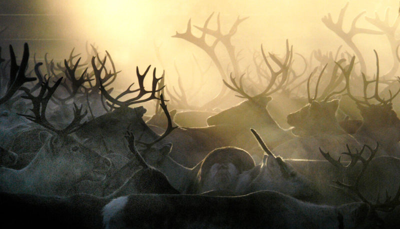 Visit a Reindeer Farm