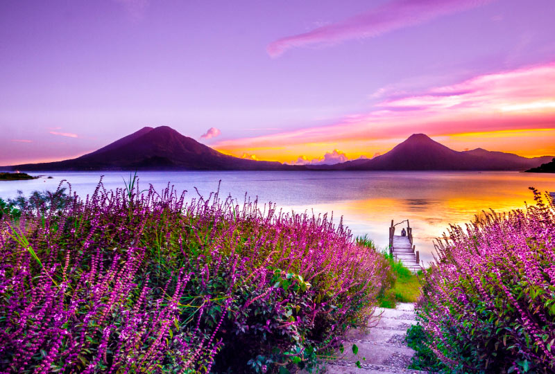 a path leading to a body of water surrounded by purple flowers