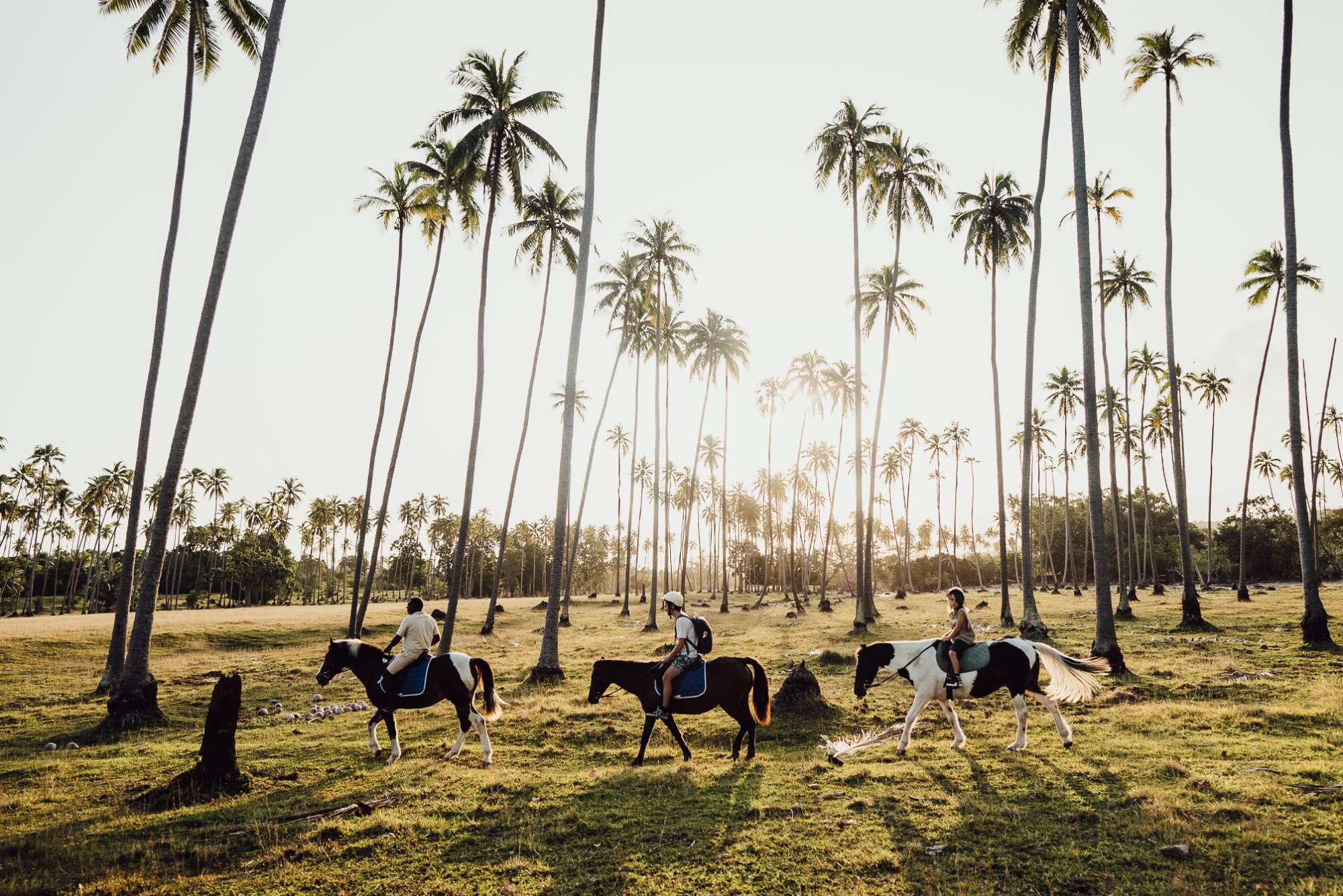 Horse riding trail between palm trees on Ratua Private Island