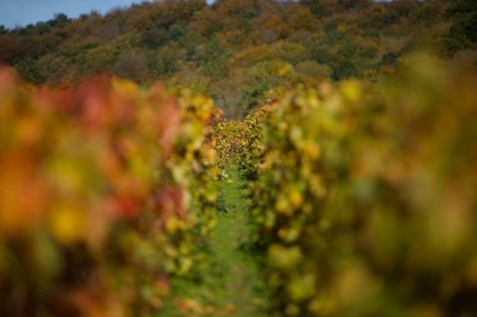 Rows of vines in autumn colour, leading towards a wooded hillside